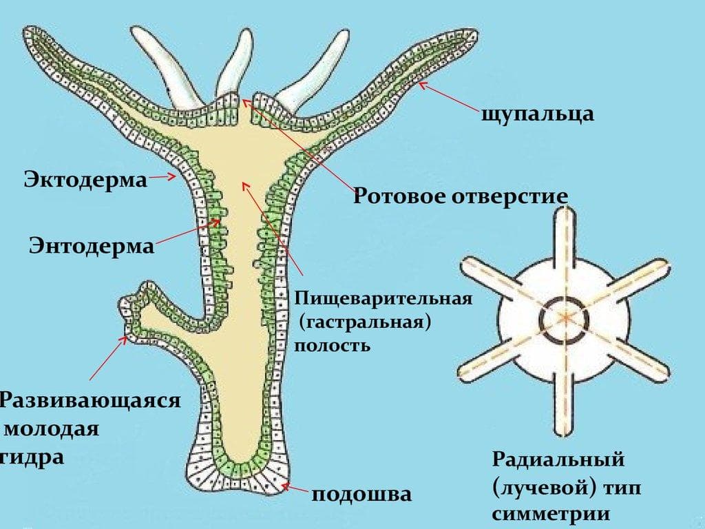 Kraken ссылка krakens13 at